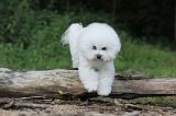 BICHON FRISE 160